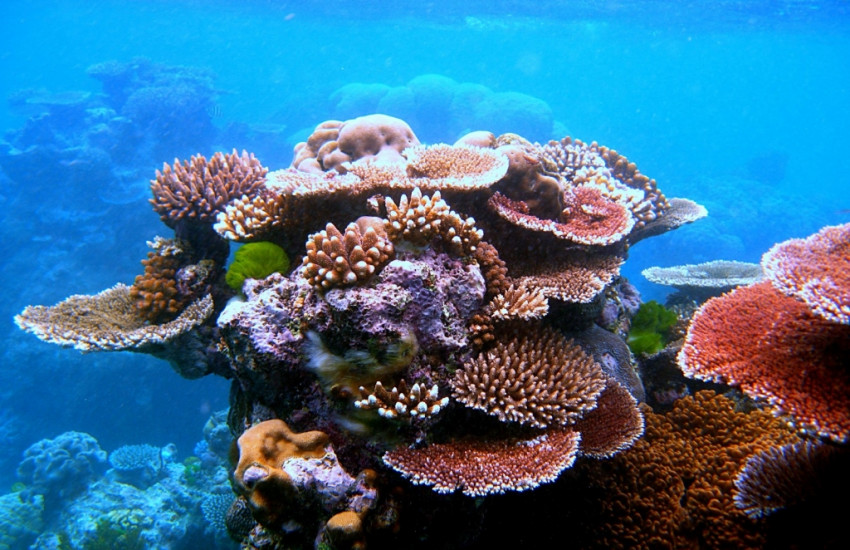 Duik in het Great Barrier Reef