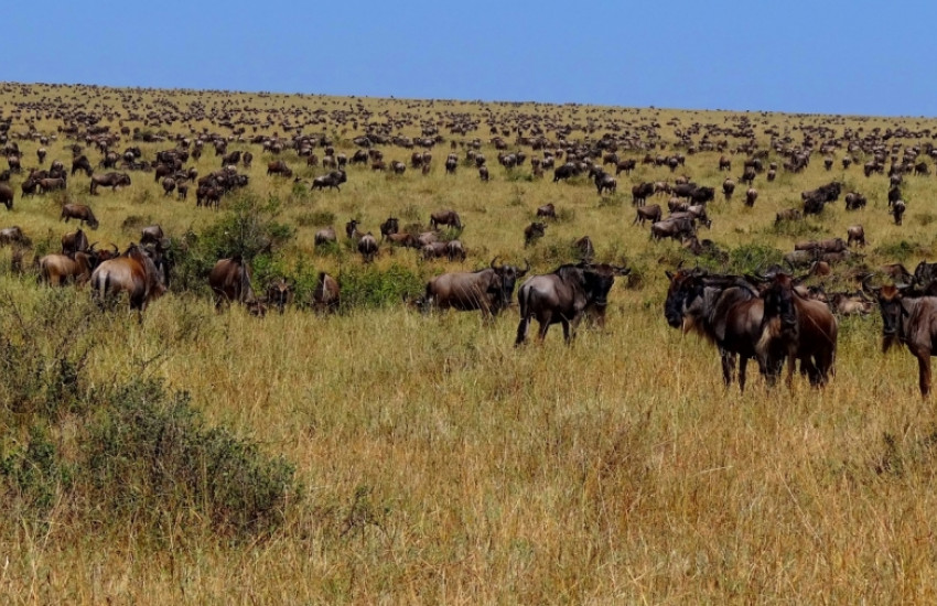 Aanschouw de Serengeti’s grote migratie