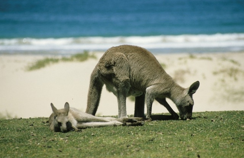 Verwacht niet overal koala’s en kangoeroes 