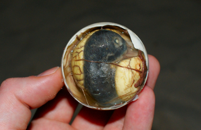 Balut