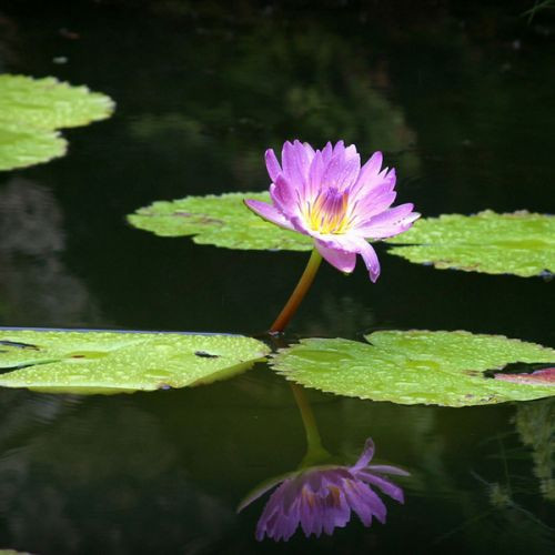 Waterlelie in de Fairchild Garden