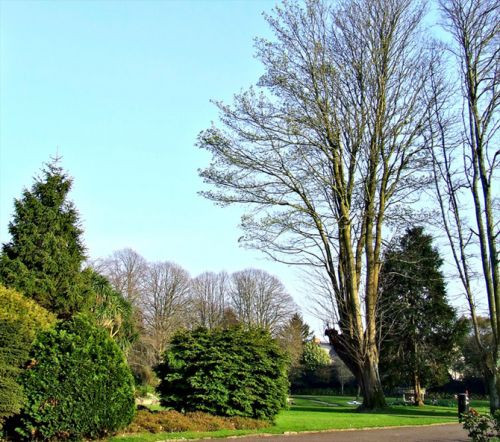 Bomen in Fitzgerald Park