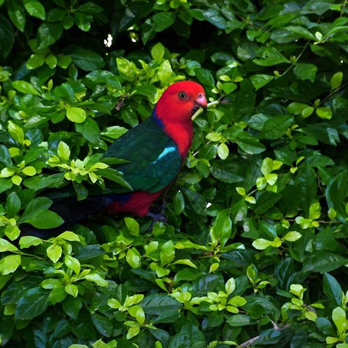 Vogel in het Parc Floral Phoenix