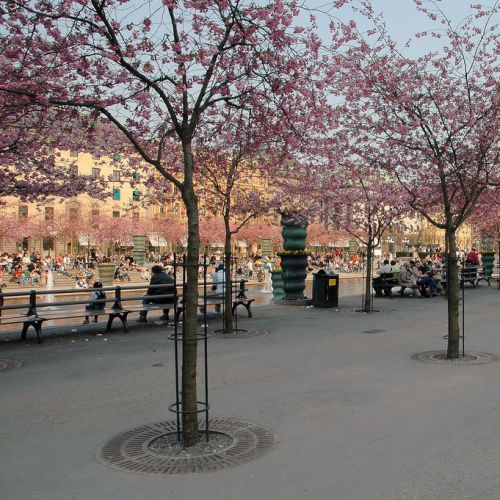 Bloesems in Kungsträdgården