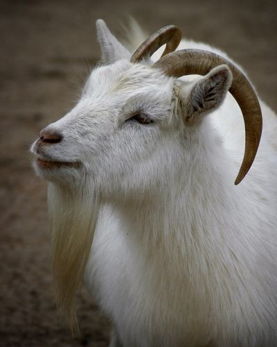 Geit in de Reykjavik Zoo