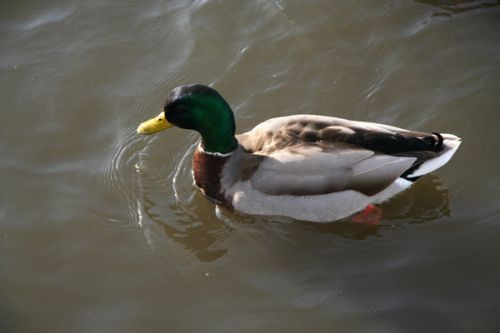 Eend op Tjörnin