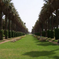 Bomenrijen in het Park van de Arabische Liga