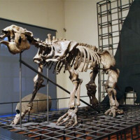 Skelet in het Museo de Ciencias Naturales