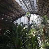 Tropische planten in Madrid